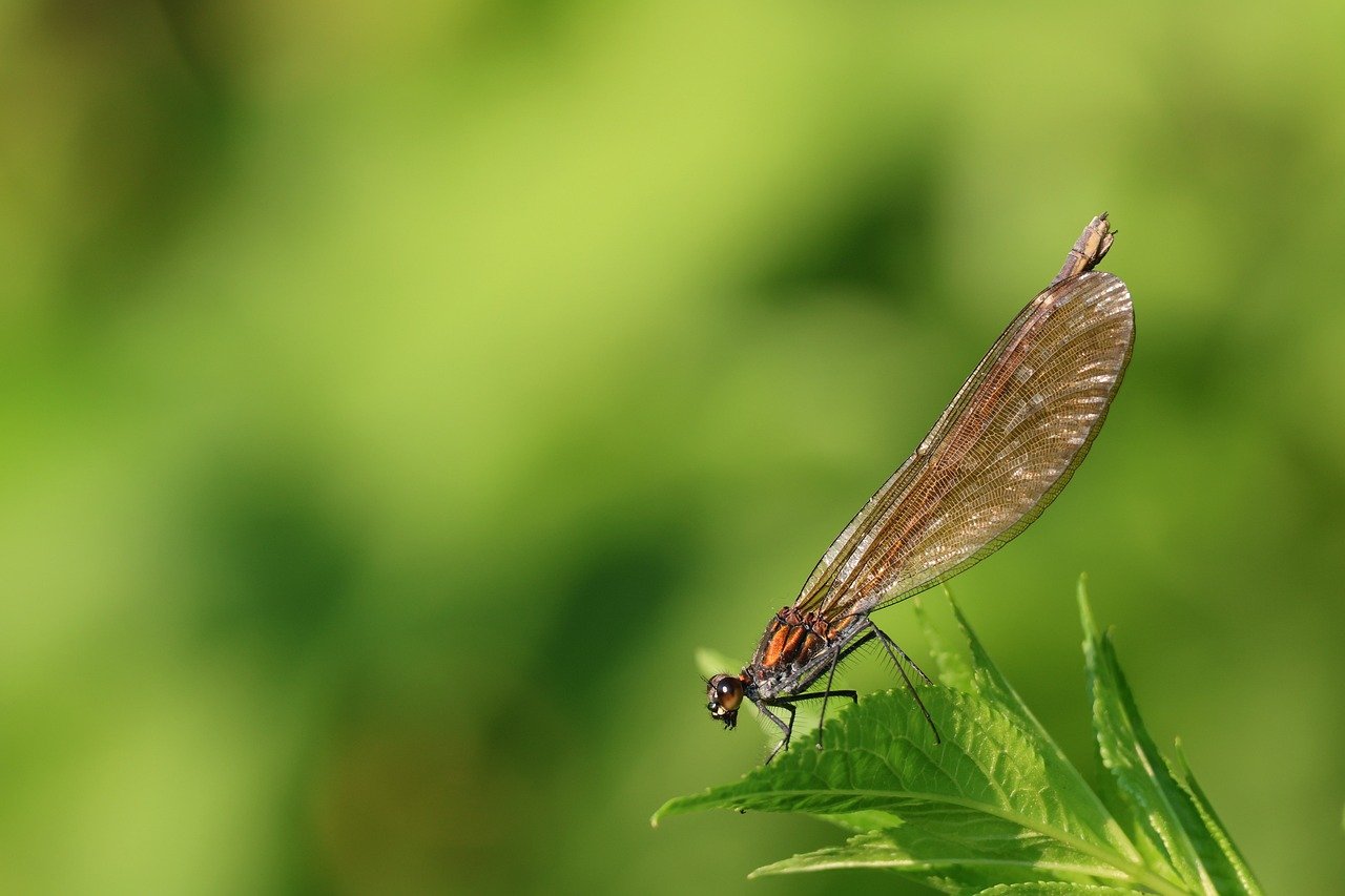 How Biodiversity Supports a Healthy Ecosystem